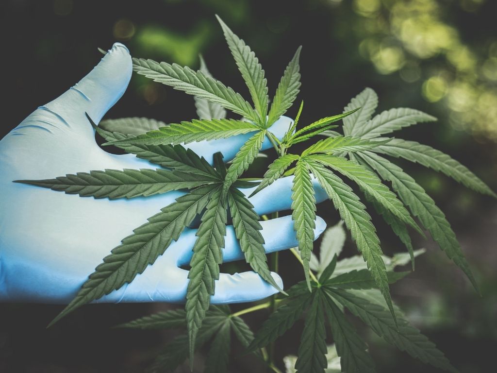 Diversifying your crypto investment through medical cannabis